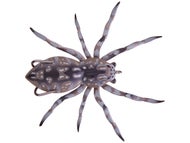 Huntsman