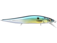 GG Threadfin Shad