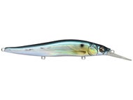 GG Threadfin Shad