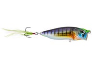 GG Wild Gill