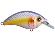 Chartreuse Shad
