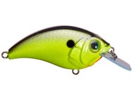 Chartreuse Shiner