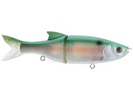 Ghost Gizzard Shad