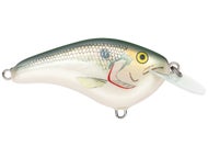 Shad