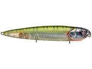 Bluegill