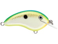Citrus Shad