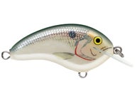Shad