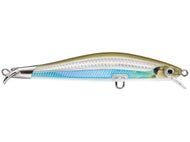Moss Back Shiner