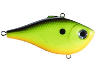 Chartreuse Shad