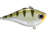 Yellow Perch