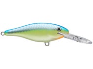 Caribbean Shad