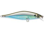 Moss Back Shiner