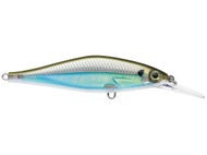 Moss Back Shiner