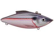 American Shad