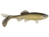 Blue Shiner Gold