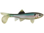 Ghost Minnow