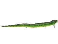 Green Snake