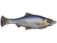 Shad