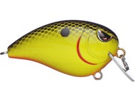 Chartreuse Black Back