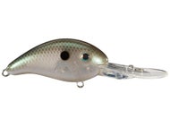 Green Gizzard Shad