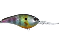 Neon Bluegill