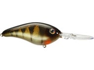 Yellow Perch