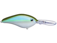 Sexy Green Shad