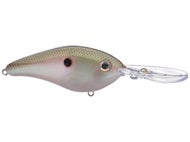 Green Gizzard Shad
