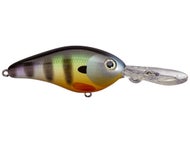 Neon Bluegill