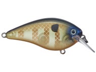 Bluegill
