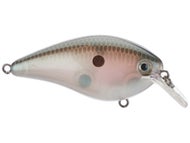 Green Gizzard Shad