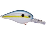Sexy Shad