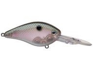 Green Gizzard Shad