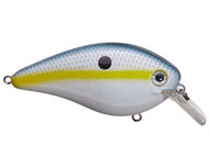 Sexy Shad