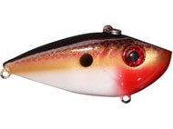 Red Blk Back Gold Prl Belly