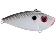 Gizzard Shad
