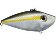 Sexy Blue Back Herring