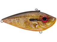 Orange Bream