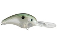 Green Gizzard Shad