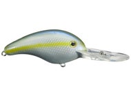 Sexy Blue Back Herring