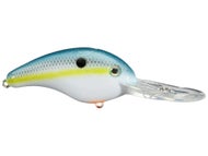 Sexy Shad