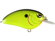 Chartreuse Black Back