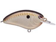 Copper Shad