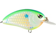 Citrus Shad