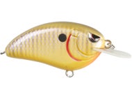 Sunny Bream