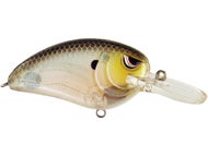 Spooky Shad
