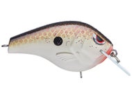 Copper Shad