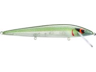 Emerald Shiner