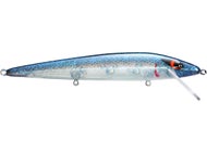 Blue Back Herring