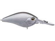 Disco Shad